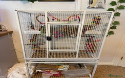 Budgerigars birds for sale: Two male budgies 6 months old in blue shades - Image 2