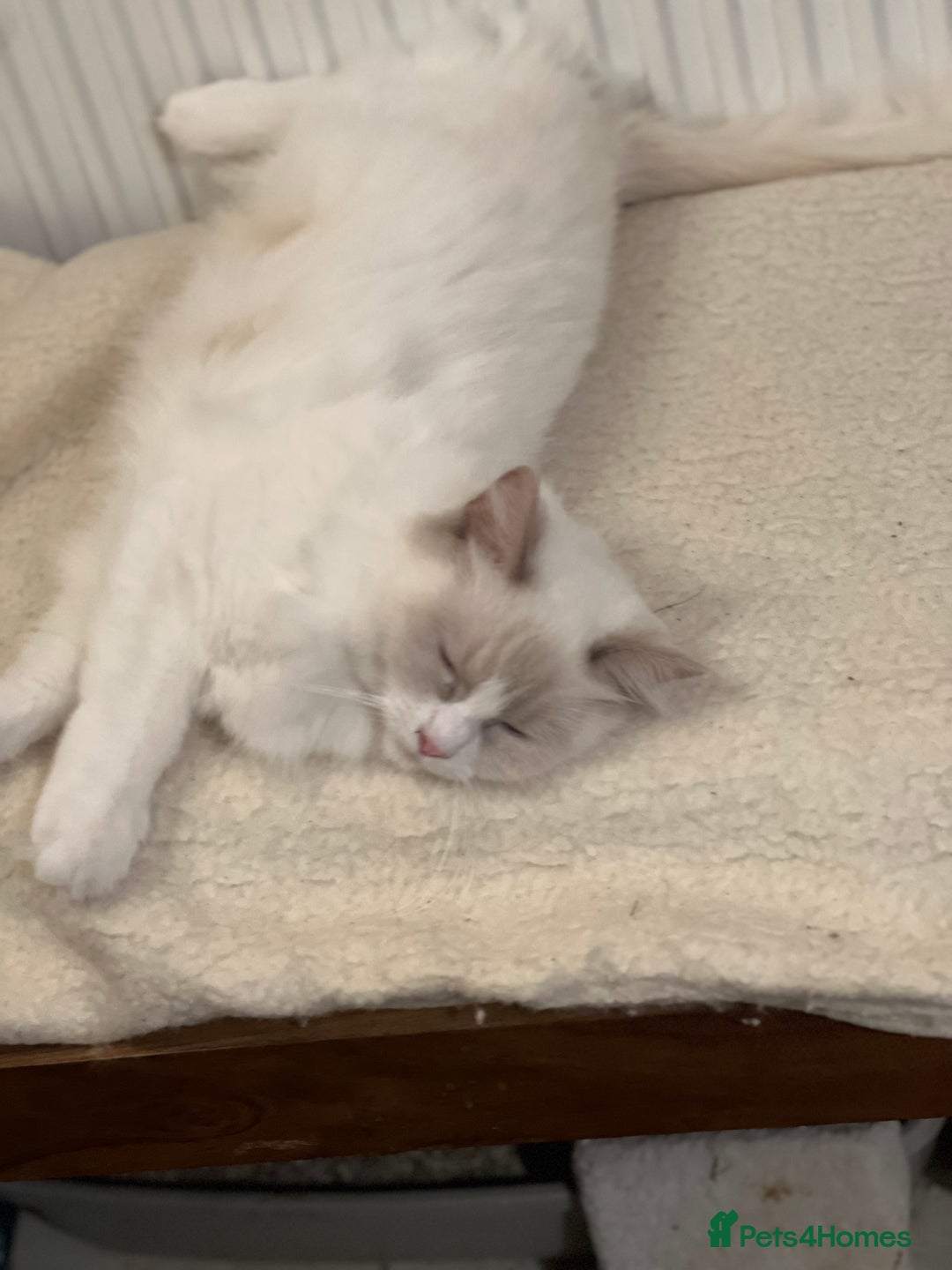 Ragdoll cats for sale: Rare blue+lilac bicolour + blue tortie kittens - Advert 22