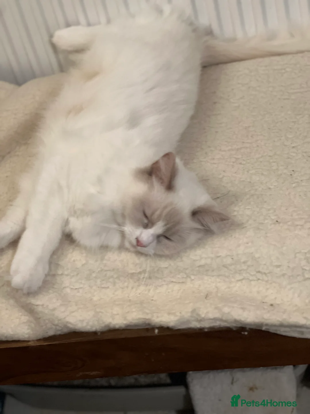 Ragdoll cats for sale: Rare blue+lilac bicolour + blue tortie kittens - Advert 19