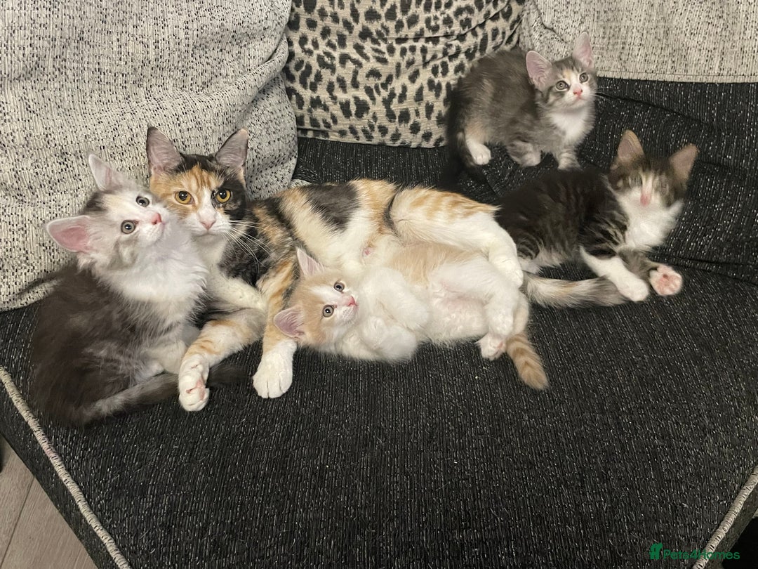 Maine Coon cats for sale: Maine coon x domestic kittens. One girl left - Image 1