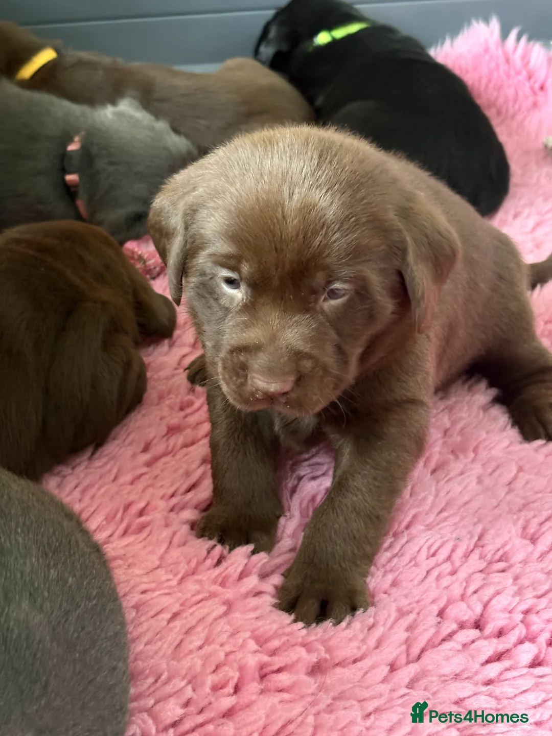 Labrador Retriever dogs for sale: Gorgeous KC, Charcoal, Chocolate and Black Labs - Advert 20