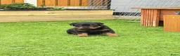 Rottweiler dogs for sale: Wonderful Kc Registered Puppies - Advert 5