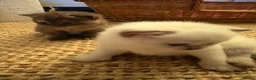 British Shorthair cats for sale: Beautiful British shorthair females  - Advert 9