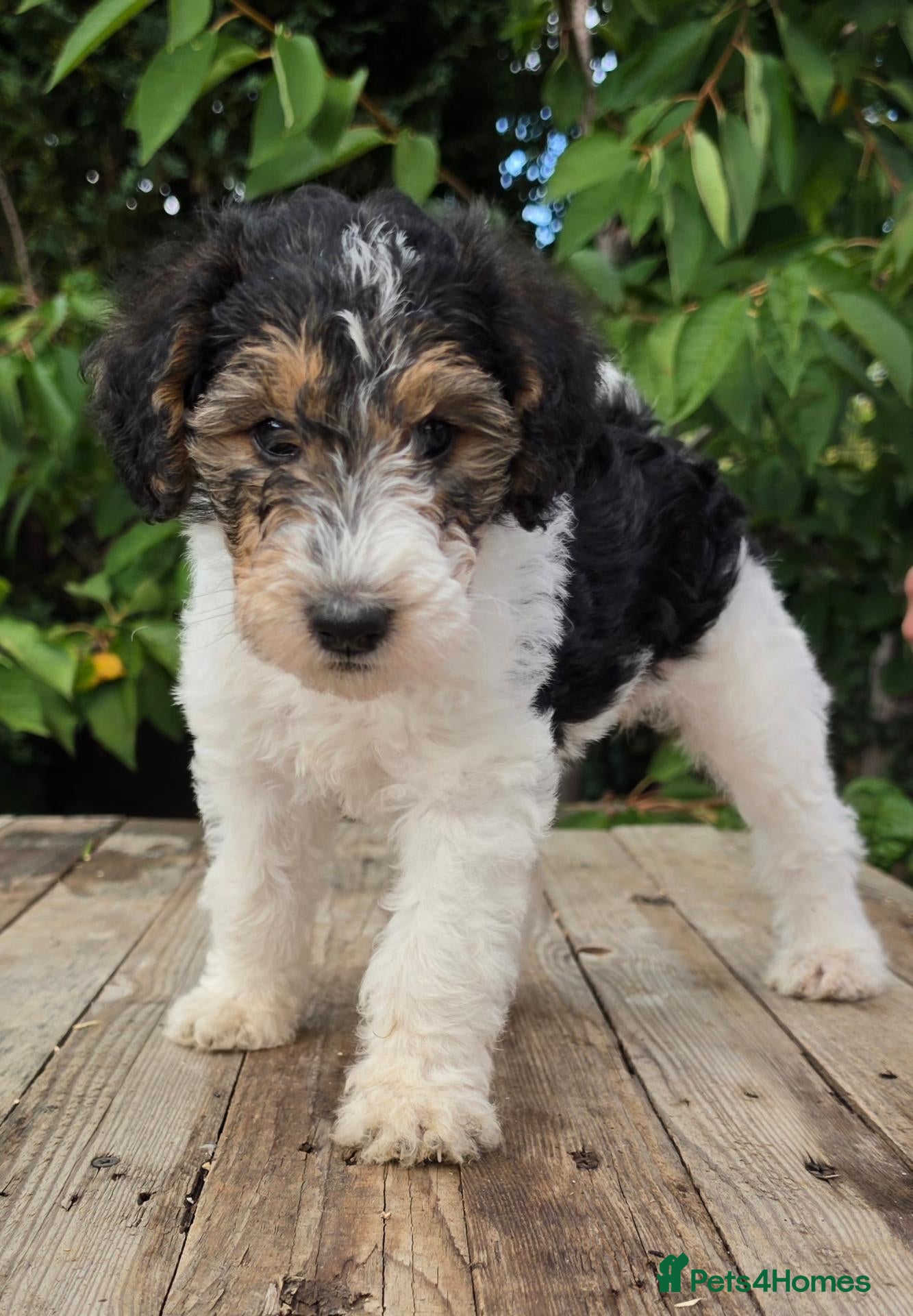 Standard Poodle dogs Parti Colour Fox Terrier x Standard Poodle Pups - Advert 1