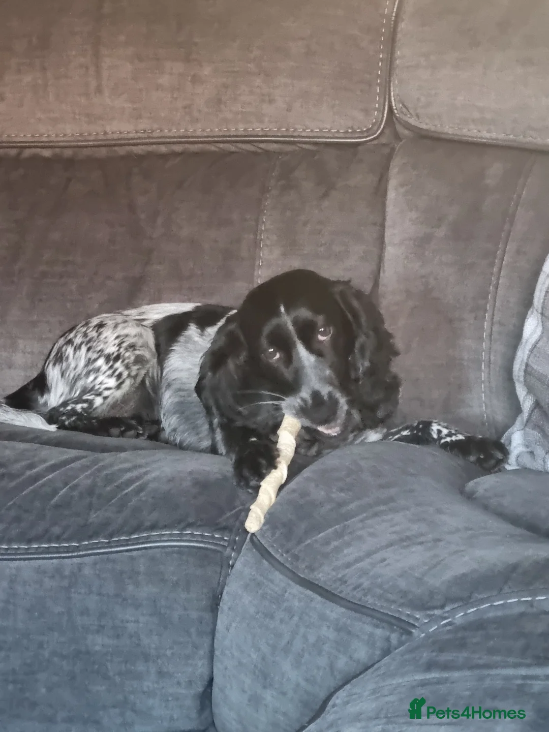 Cocker Spaniel dogs for sale: Beautiful blue roan cocker spaniel girl  in Spalding - Advert 1