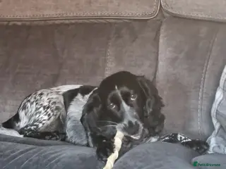 Cocker Spaniel dogs Beautiful blue roan cocker spaniel girl - Advert 1