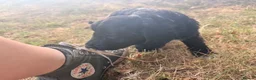 Bordoodle dogs for sale: Border doodle puppies - Advert 12
