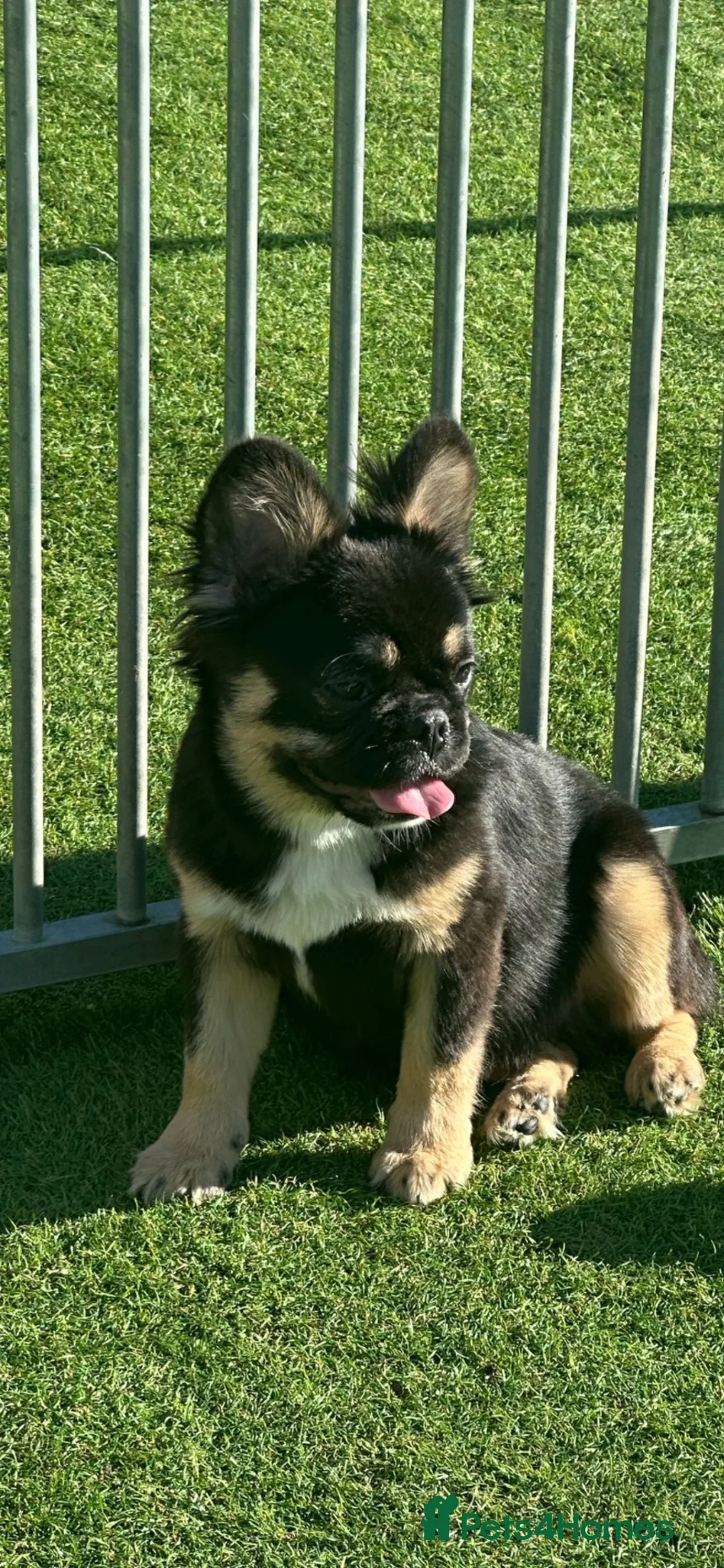 French Bulldog dogs for stud: DOG FOR. STUD ONLY - Advert 1