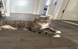 Mixed Breed cats for sale: Adorable kittens 🐈‍⬛ for sale. - Image 9