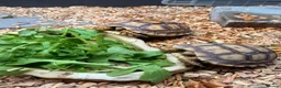 Tortoise reptiles for sale: Stunning Sulcata Tortoises for Sale – 8 Months Old - Advert 3