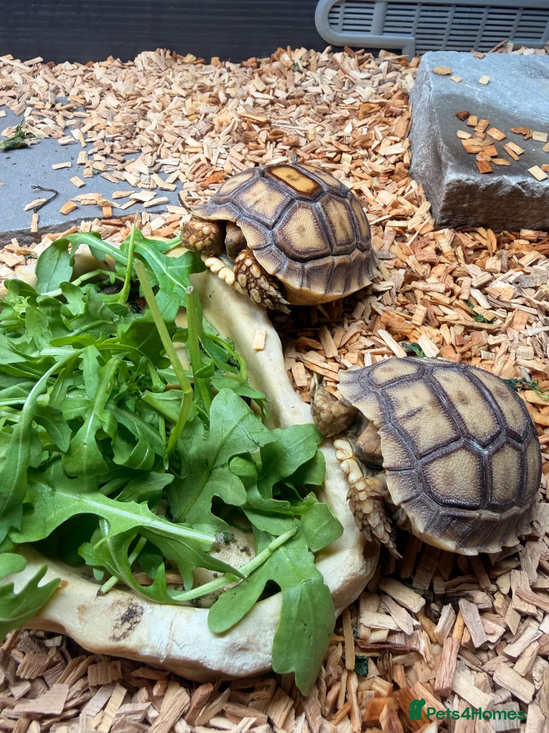 Tortoise reptiles for sale: Stunning Sulcata Tortoises for Sale – 8 Months Old - Advert 3