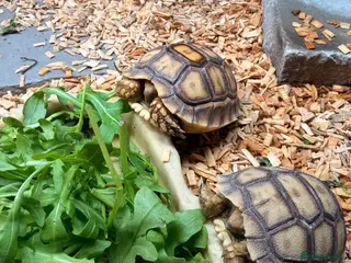 Tortoise reptiles Stunning Sulcata Tortoises for Sale – 8 Months Old - Advert 3