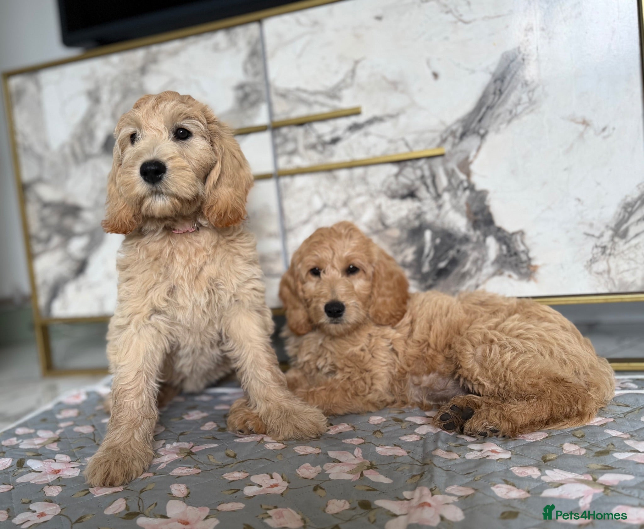 Goldendoodle dogs Beautiful Goldendoodle Puppies Ready Now - Advert 4