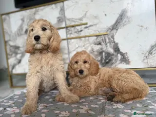Goldendoodle dogs Beautiful Goldendoodle Puppies Ready Now - Advert 4