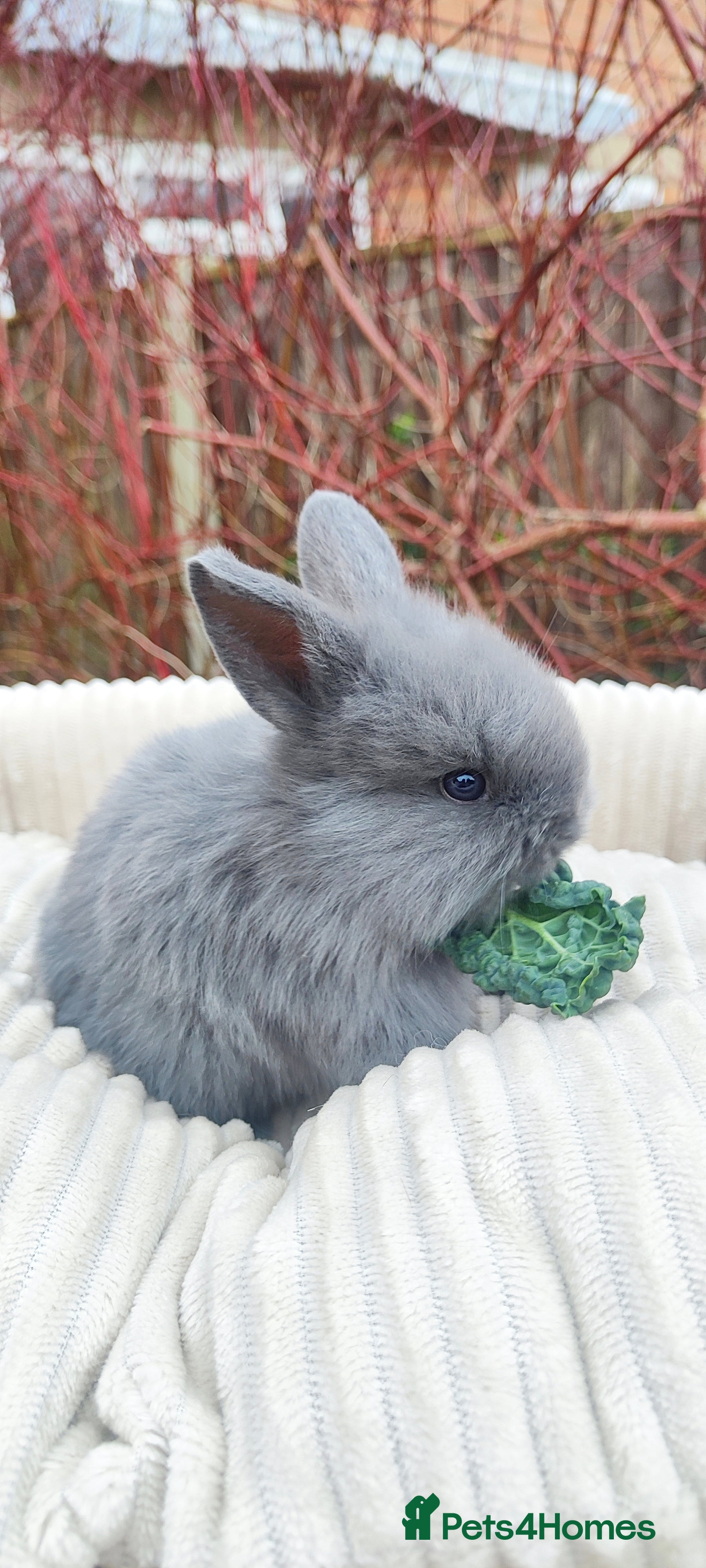 Mini Lop rabbits Beautiful mini lops  - Advert 2