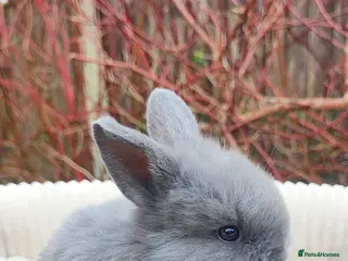 Mini Lop rabbits Beautiful mini lops - Advert 2