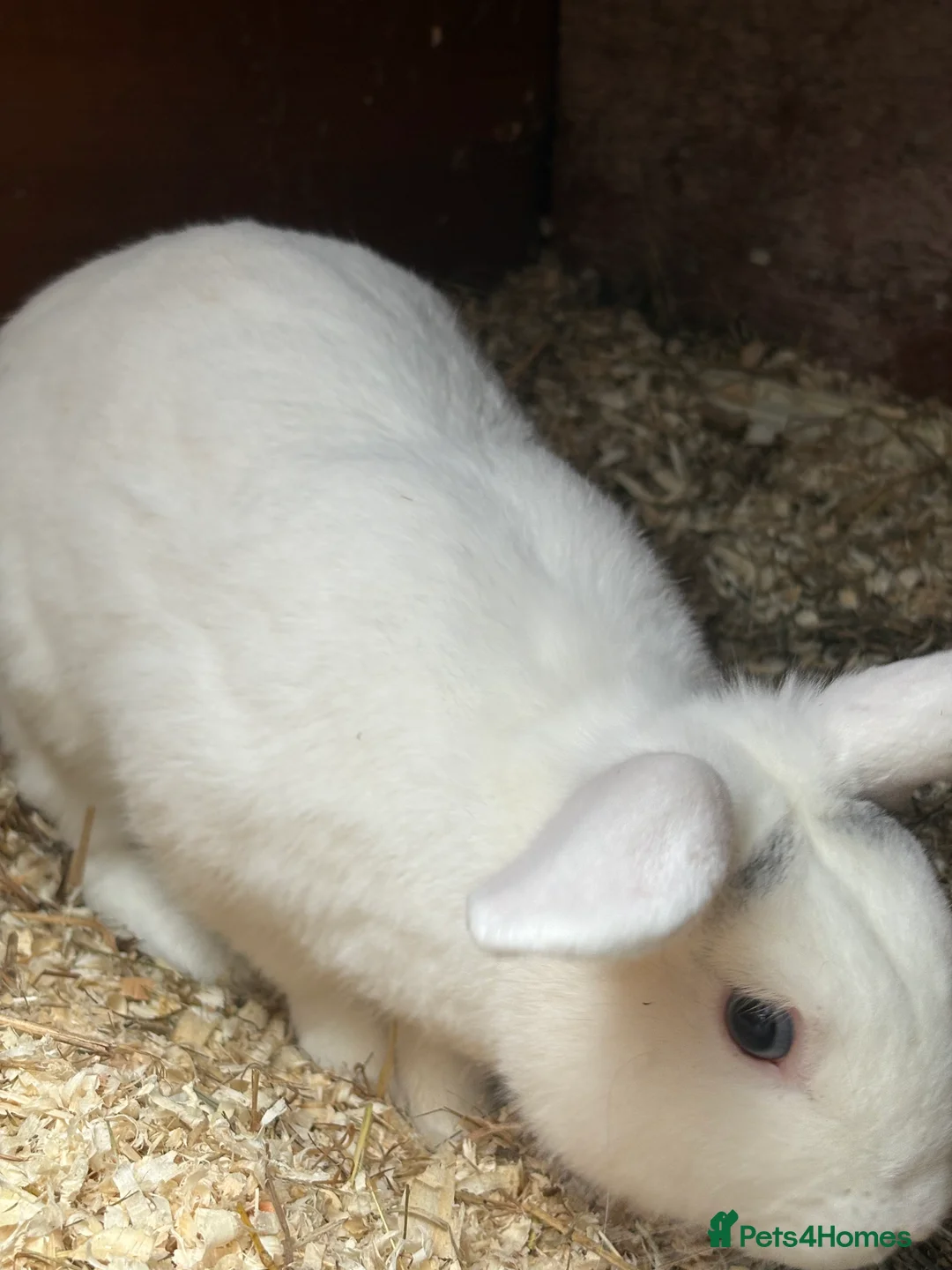 New Zealand rabbits for sale: New Zealand white rabbit  in Tadley - Advert 3