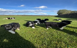 Border Collie dogs for sale: Superb litter of purebred Border Collie puppies  - Image 35
