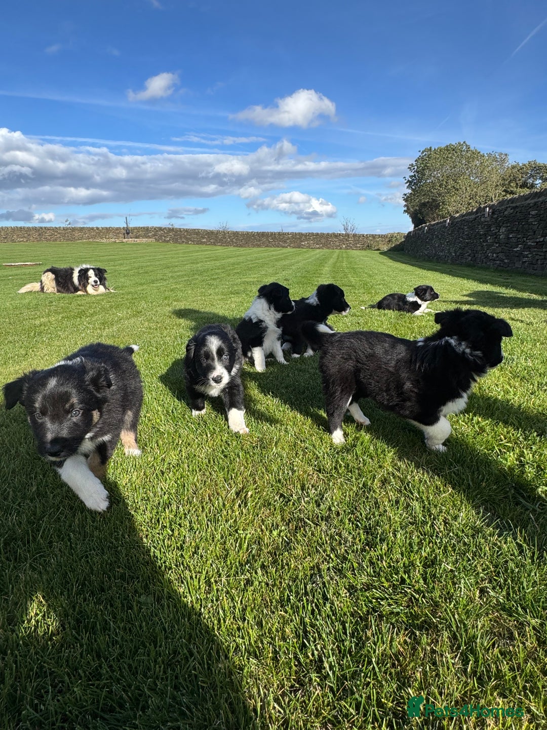 Border Collie dogs for sale: Superb litter of purebred Border Collie puppies  - Image 35