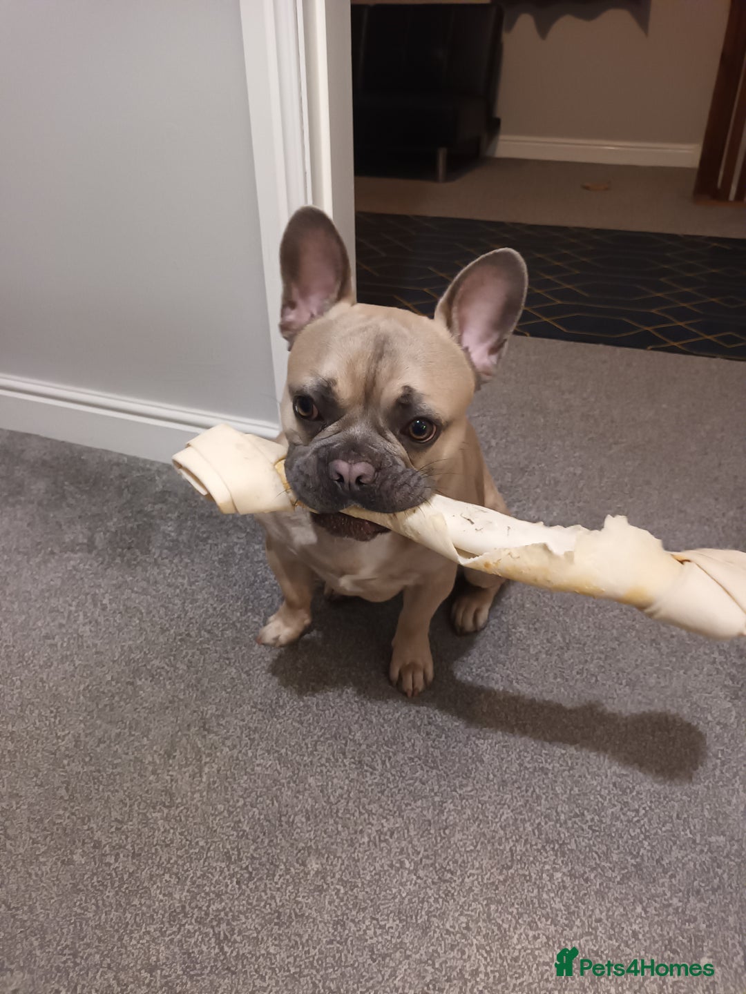 French Bulldog dogs for stud: Bruno - Advert 3