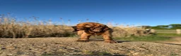Cocker Spaniel dogs for sale: Deep golden show cocker  - Advert 6