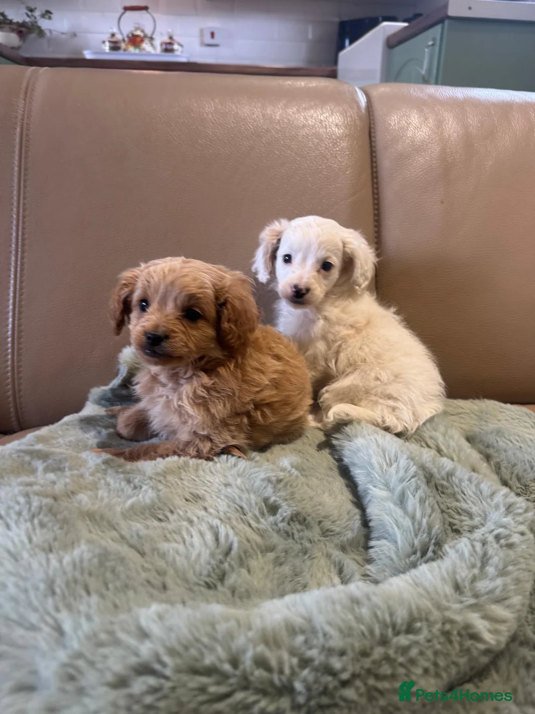 Cavapoo dogs for sale: Cavapoo puppy’s  - Advert 2