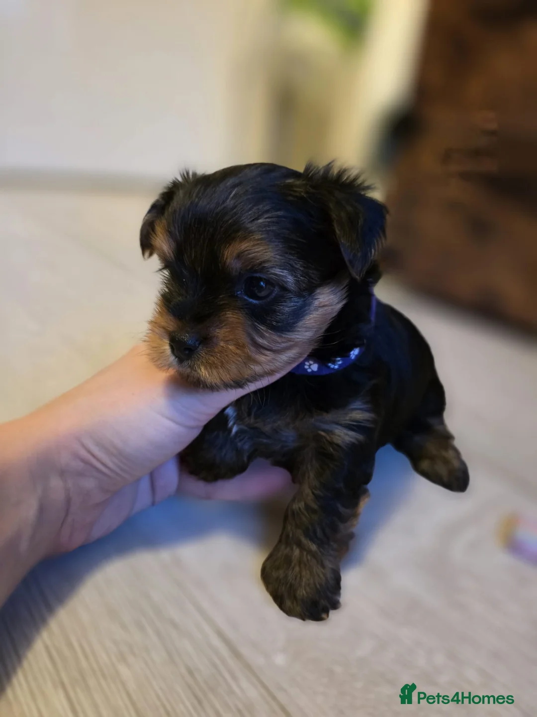 Yorkshire Terrier dogs for sale: Yorkshire terrier puppies  - Advert 7