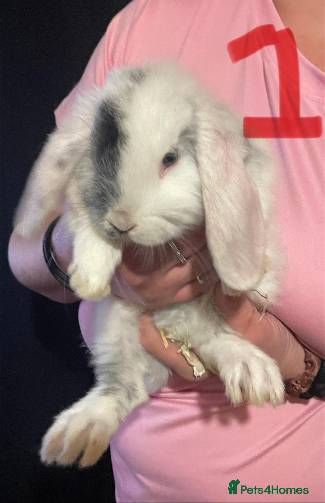 Mixed Breed rabbits for sale: 4x Bunnies for sale  - Advert 13