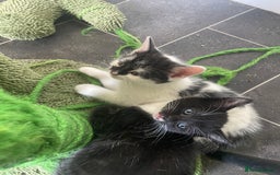 Turkish Van cats for sale: 5 gorgeous kittens  - Image 5