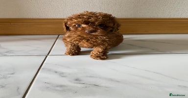Cockapoo dogs - Advert 6