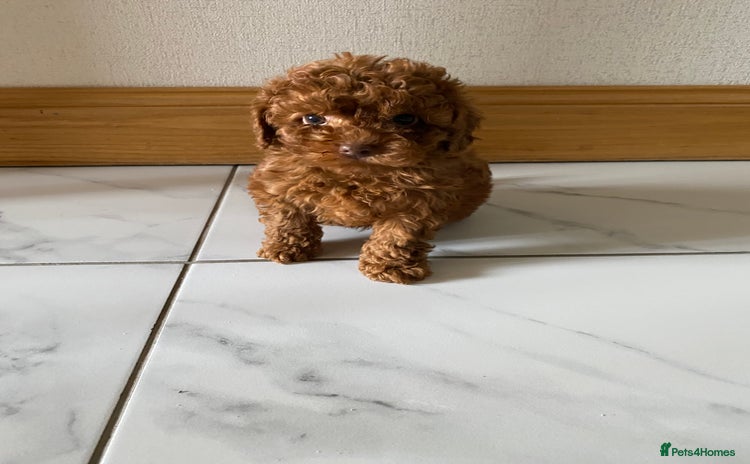 Cockapoo dogs - Advert 5