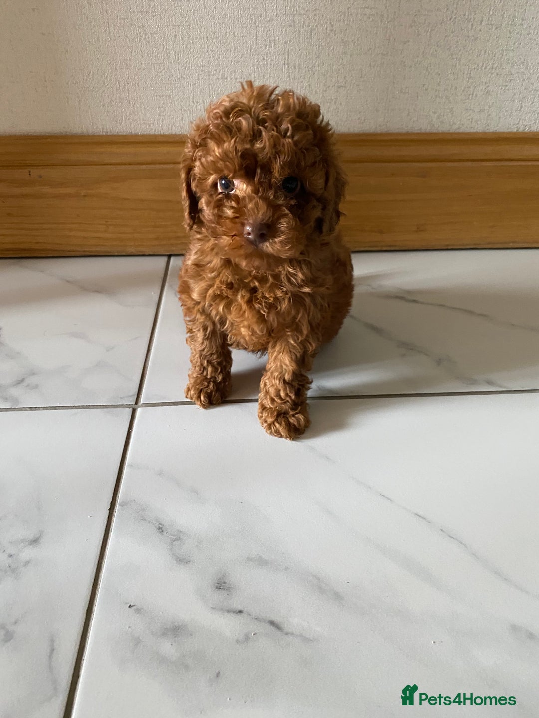 Cockapoo dogs for sale: 💙💙Cockerpoos🩷🩷 Ready Now💙🩷 - Image 3