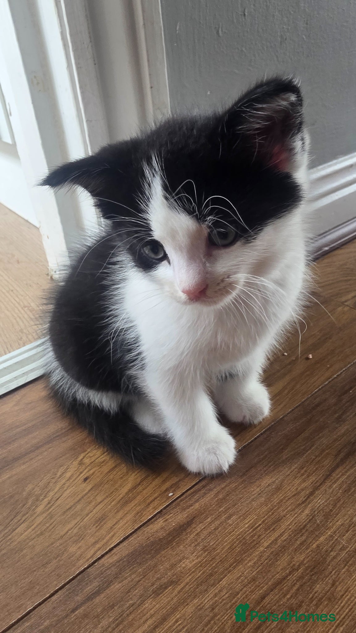 Mixed Breed cats for sale: Beautiful 1 Boy 1 Girl (British xRagdoll Mix) - Advert 5