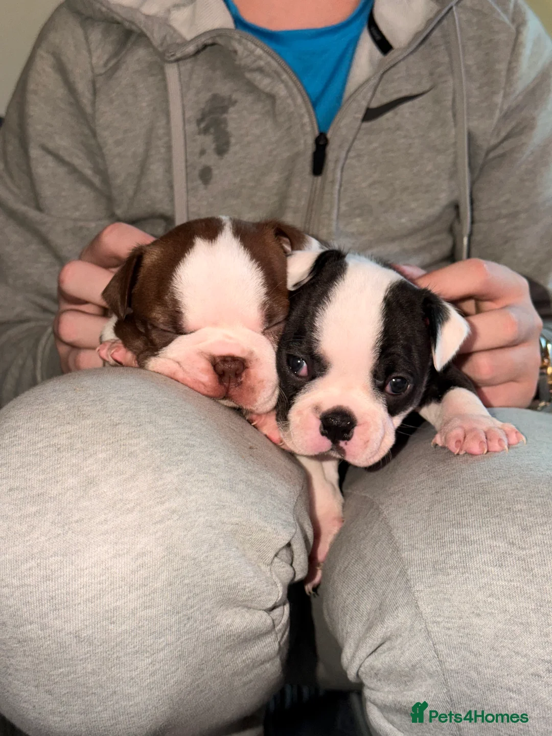 Boston Terrier dogs for sale: Quality Lines KC Registered Boston Terrier Puppies - Advert 5