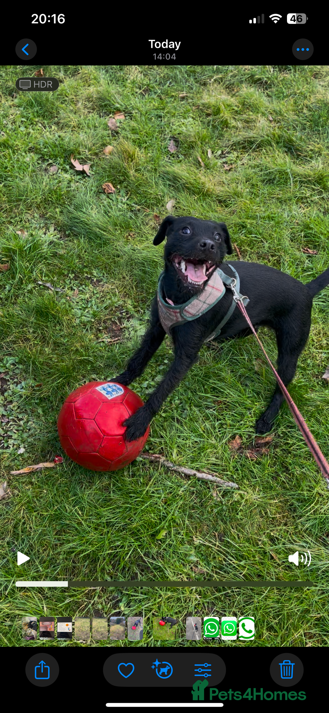Patterdale Terrier dogs for sale: Patterdale puppies - Image 7