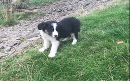 Border Collie dogs for sale: Border Collies Farmbred  - Image 6