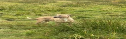 Mixed Breed dogs for sale: Whippet X Boxer 4 Years Old - Advert 3