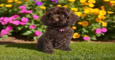 Cockapoo dogs - Advert 11