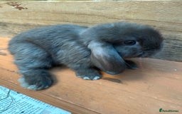 Mini Lop rabbits for sale: MINI LOP BUNNIES PEDIGREE  - Image 38