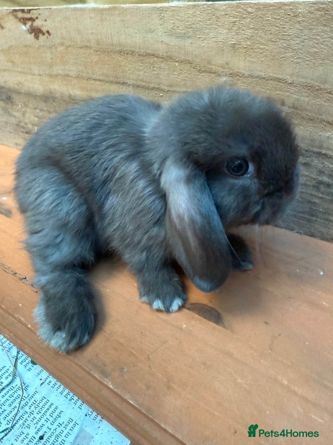 Mini Lop rabbits for sale: MINI LOP BUNNIES PEDIGREE  - Image 38