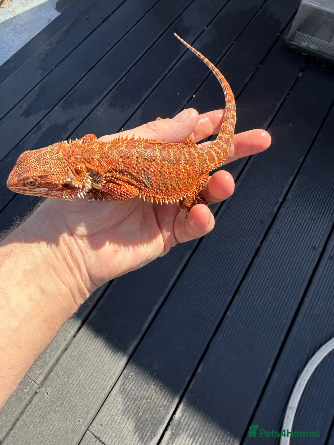 Bearded Dragon reptiles for sale: Bearded Dragon juvenile Male - Advert 11