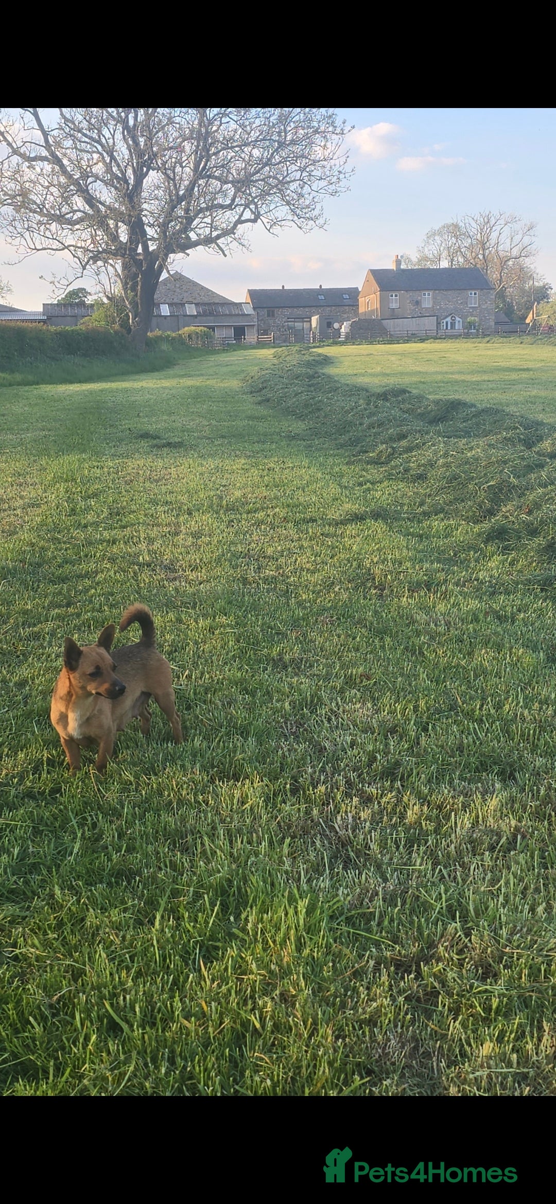 Jack Russell dogs for sale: Red JRT "Blanche" - Advert 4