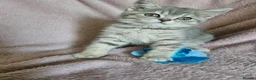 British Shorthair cats for sale: TICA BLUE AND BLUE GOLDEN FEMALES - Advert 2