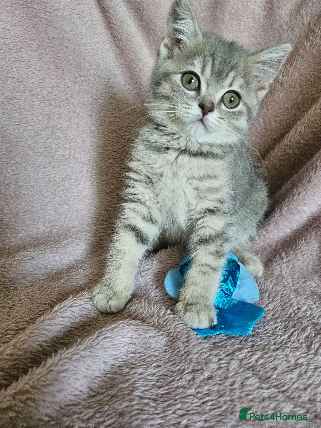 British Shorthair cats for sale: TICA BLUE AND BLUE GOLDEN FEMALES - Advert 2