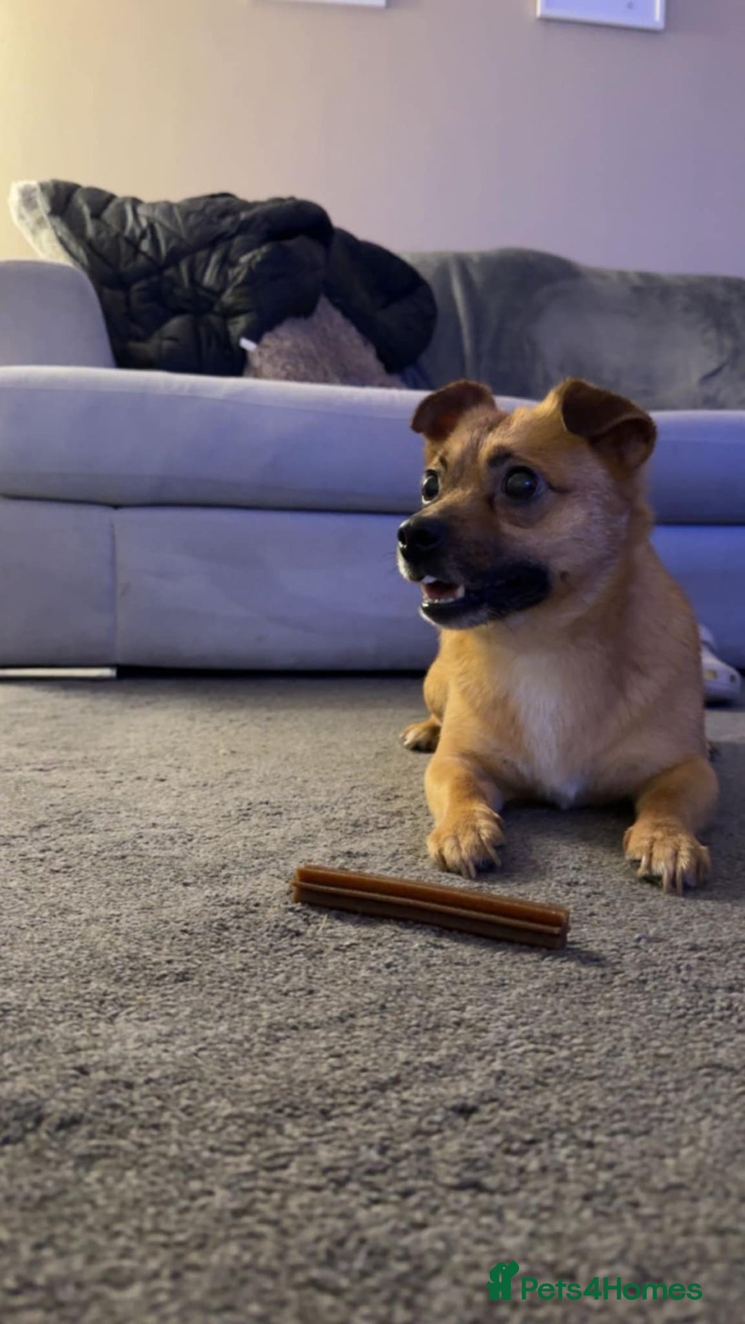 Mixed Breed dogs for adoption: TED   - Advert 12