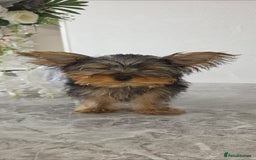 Yorkshire Terrier dogs for sale: Miniature Yorkshire terrier puppy male 12weeks old - Image 2