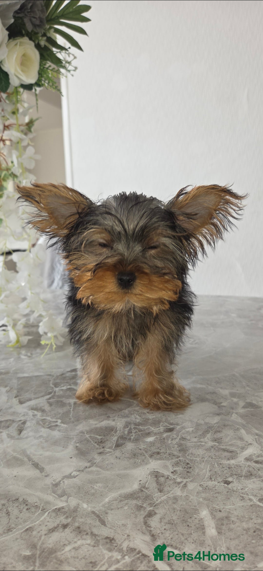 Yorkshire Terrier dogs for sale: Miniature Yorkshire terrier puppy male 12weeks old - Image 2