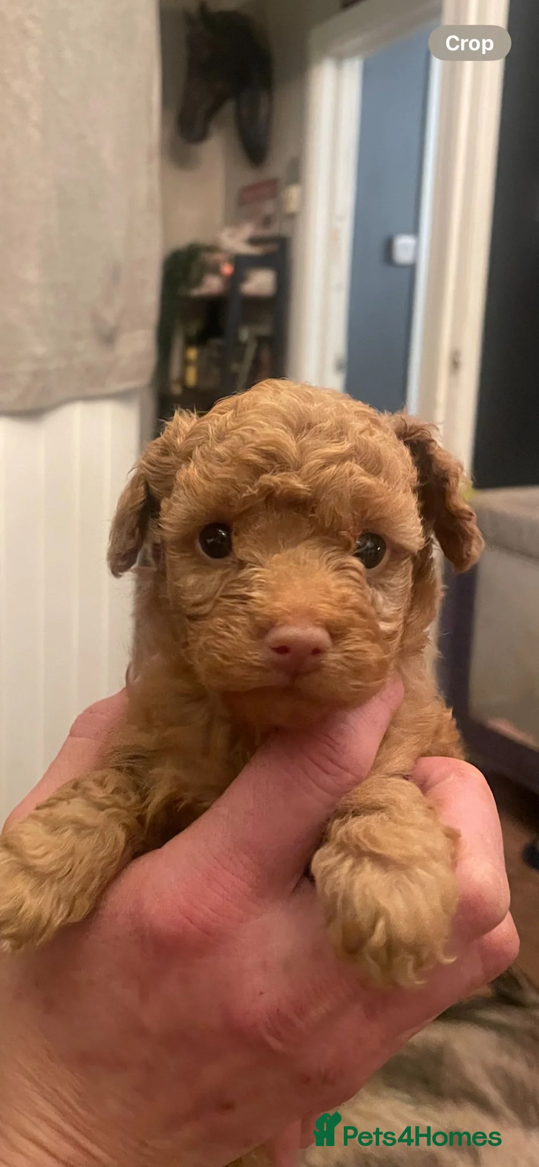 Toy Poodle dogs for sale: Purebred Toy Poodles - Advert 3