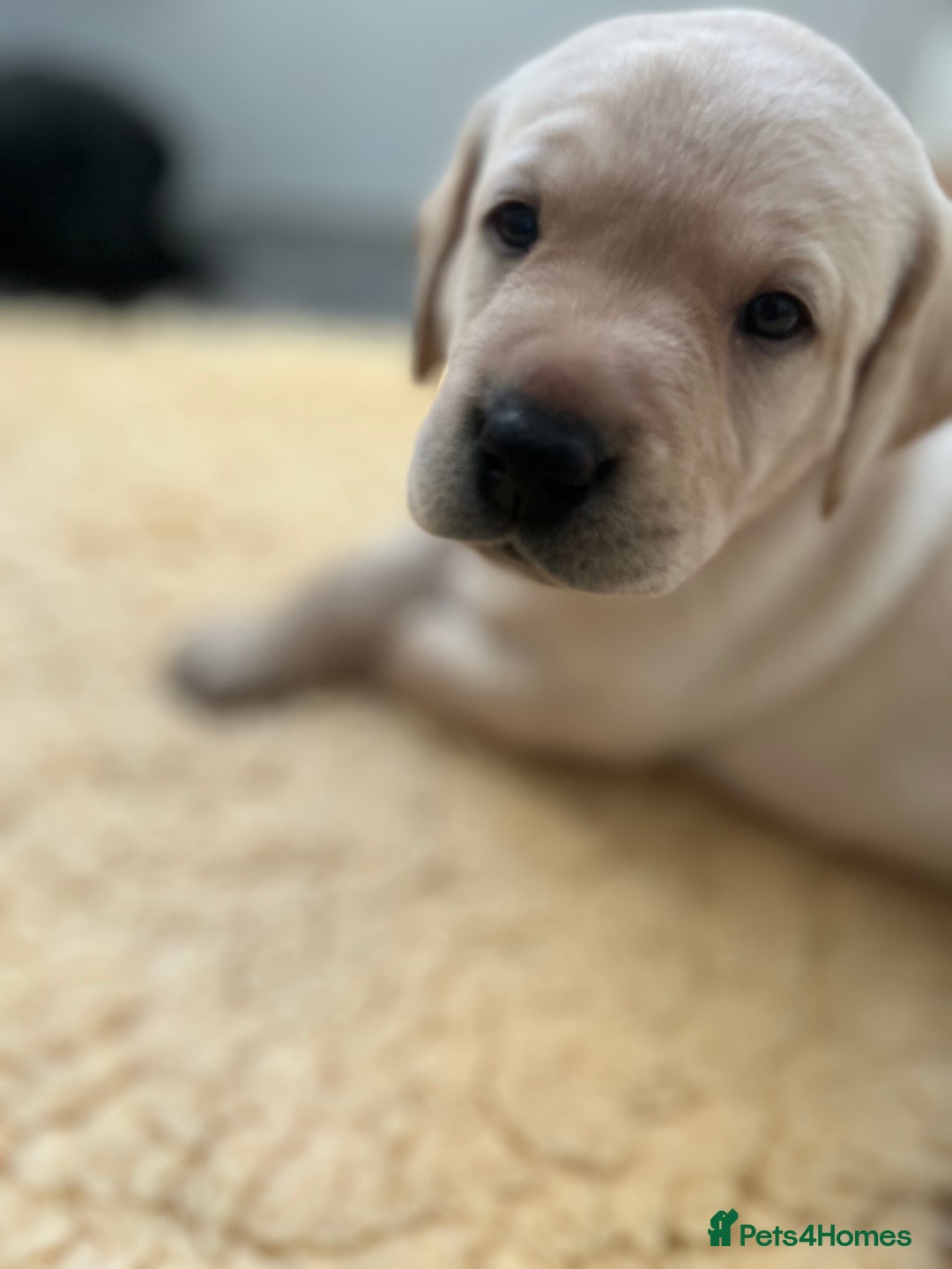 Labrador Retriever dogs for sale: 2 boys available - Advert 1