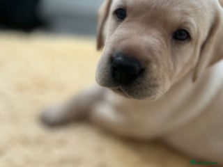 Labrador Retriever dogs 2 boys available - Advert 4